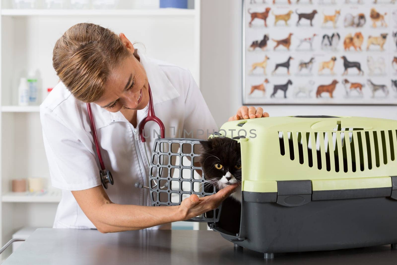 Veterinary clinic taking a Persian cat of your transporter