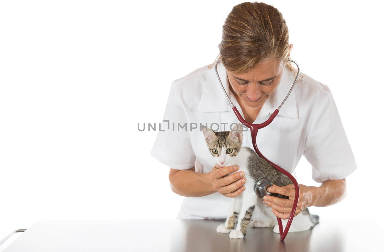 Veterinary performing auscultation a sick kitten in the clinic