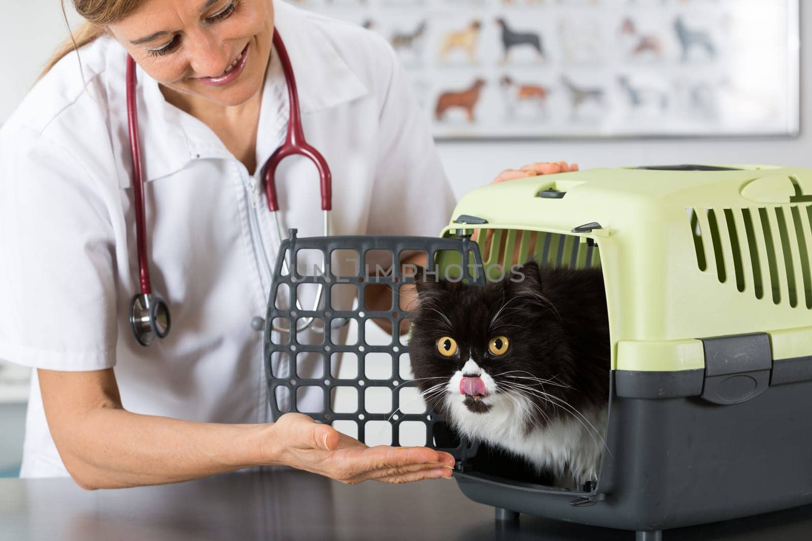 Veterinary clinic taking a Persian cat of your transporter