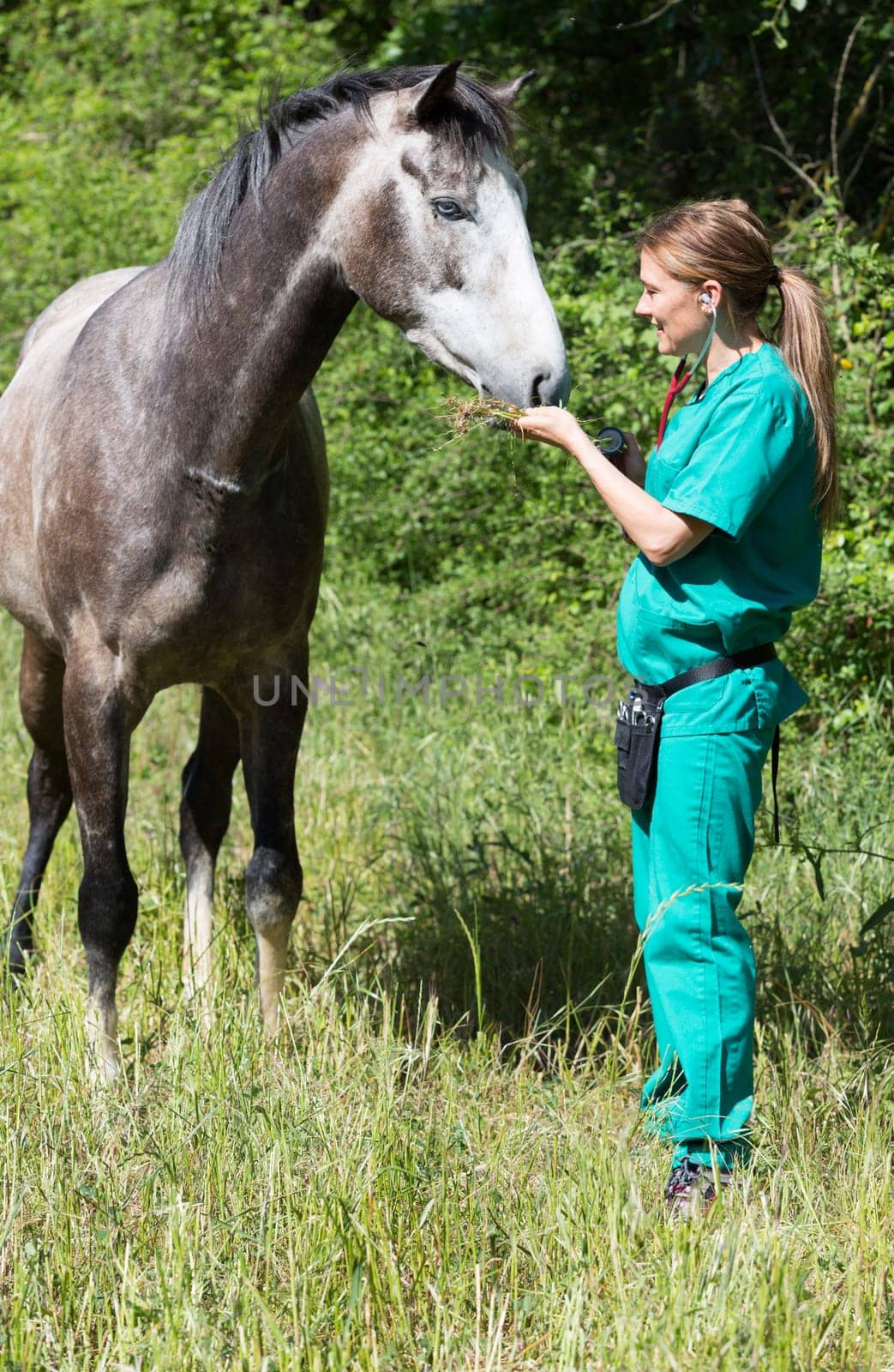 Veterinary great performing a scan to a young mare