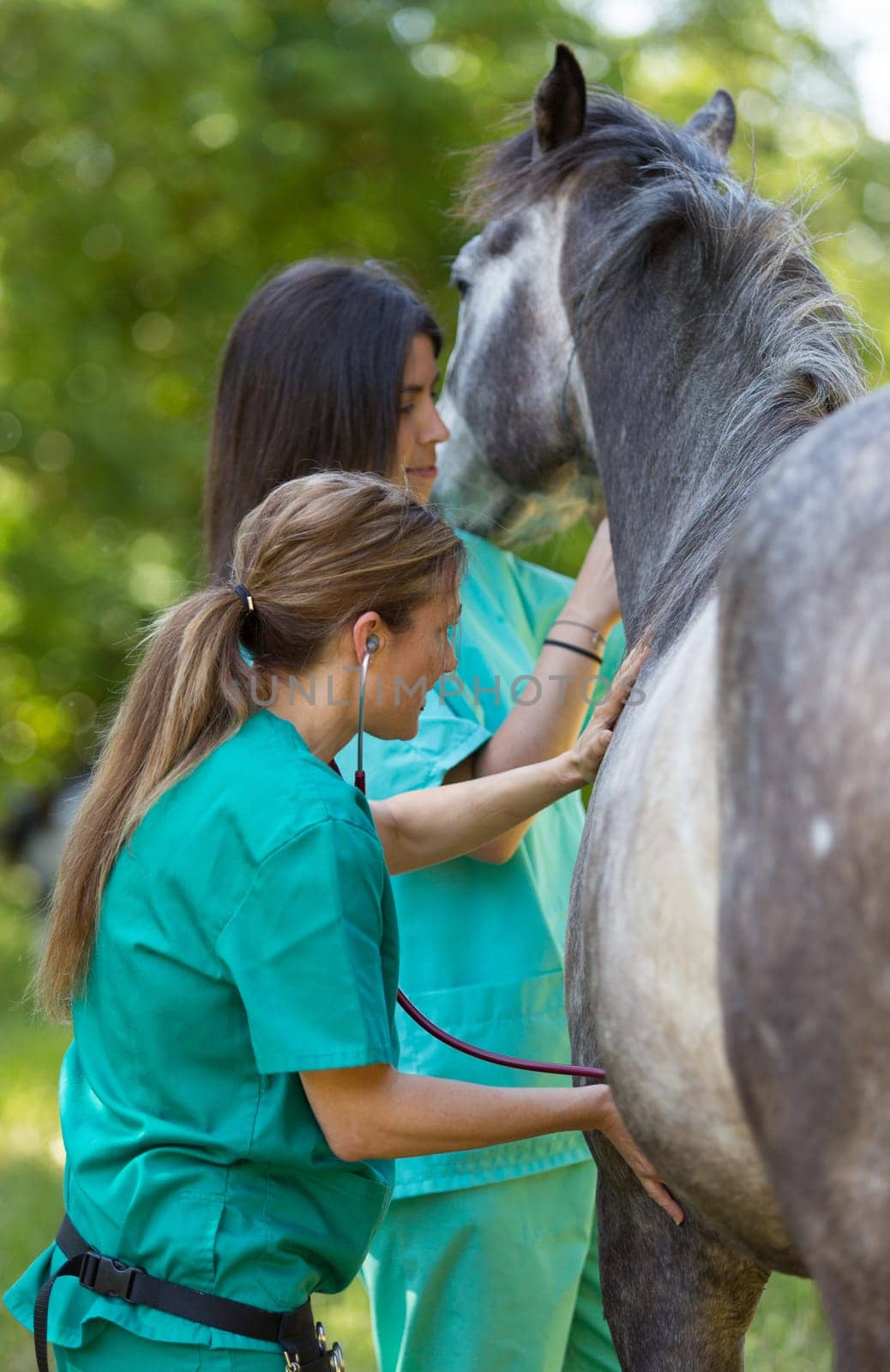 Veterinary great performing a scan to a young mare