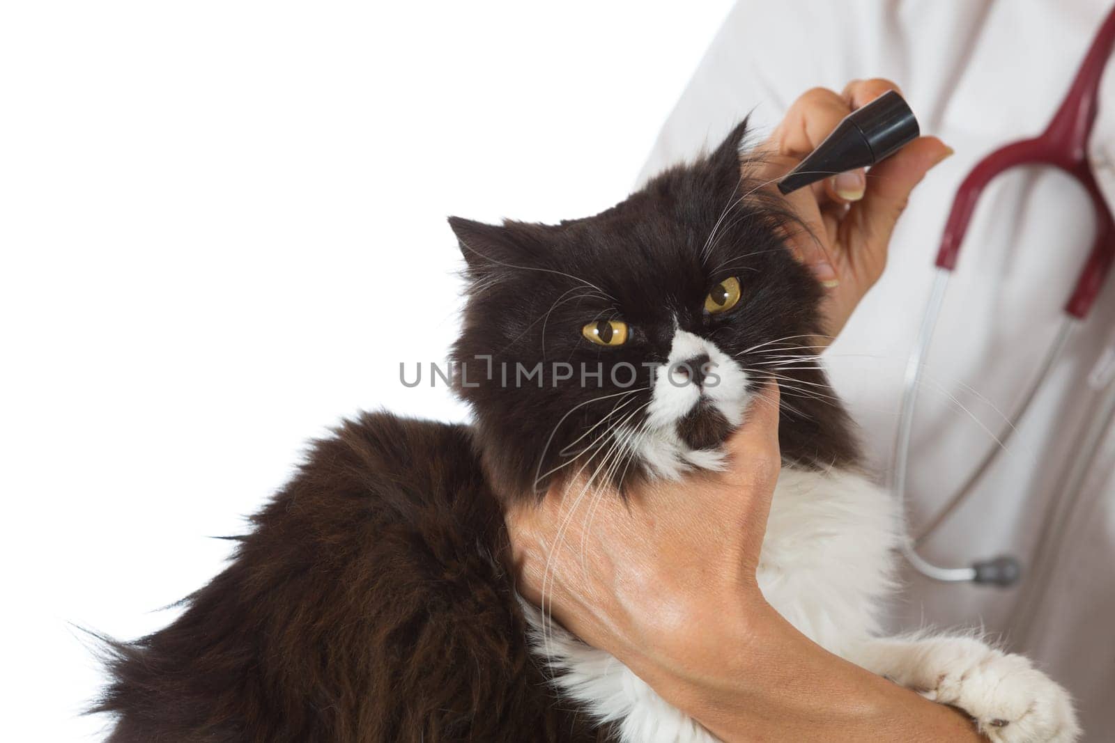 Veterinary conducting a review of ears of a cat in clinic