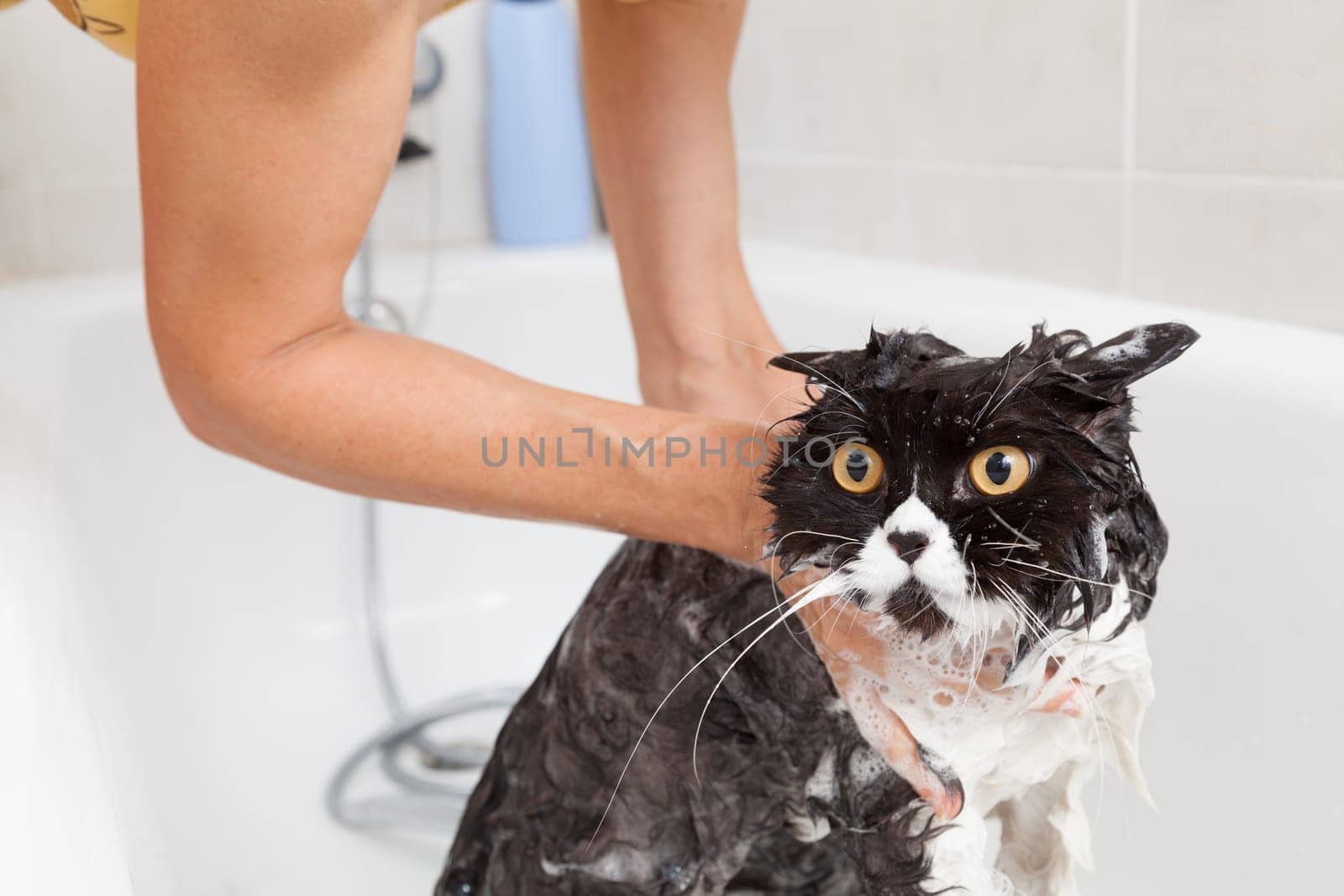 Bath or shower to a Persian breed cat