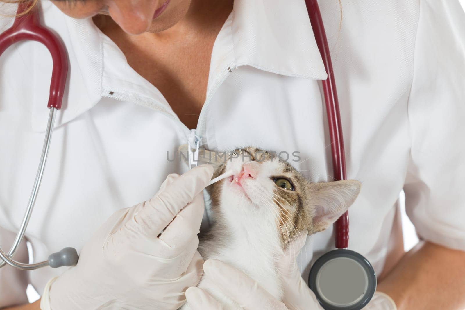 Veterinary inspection performing a dental clinic cat