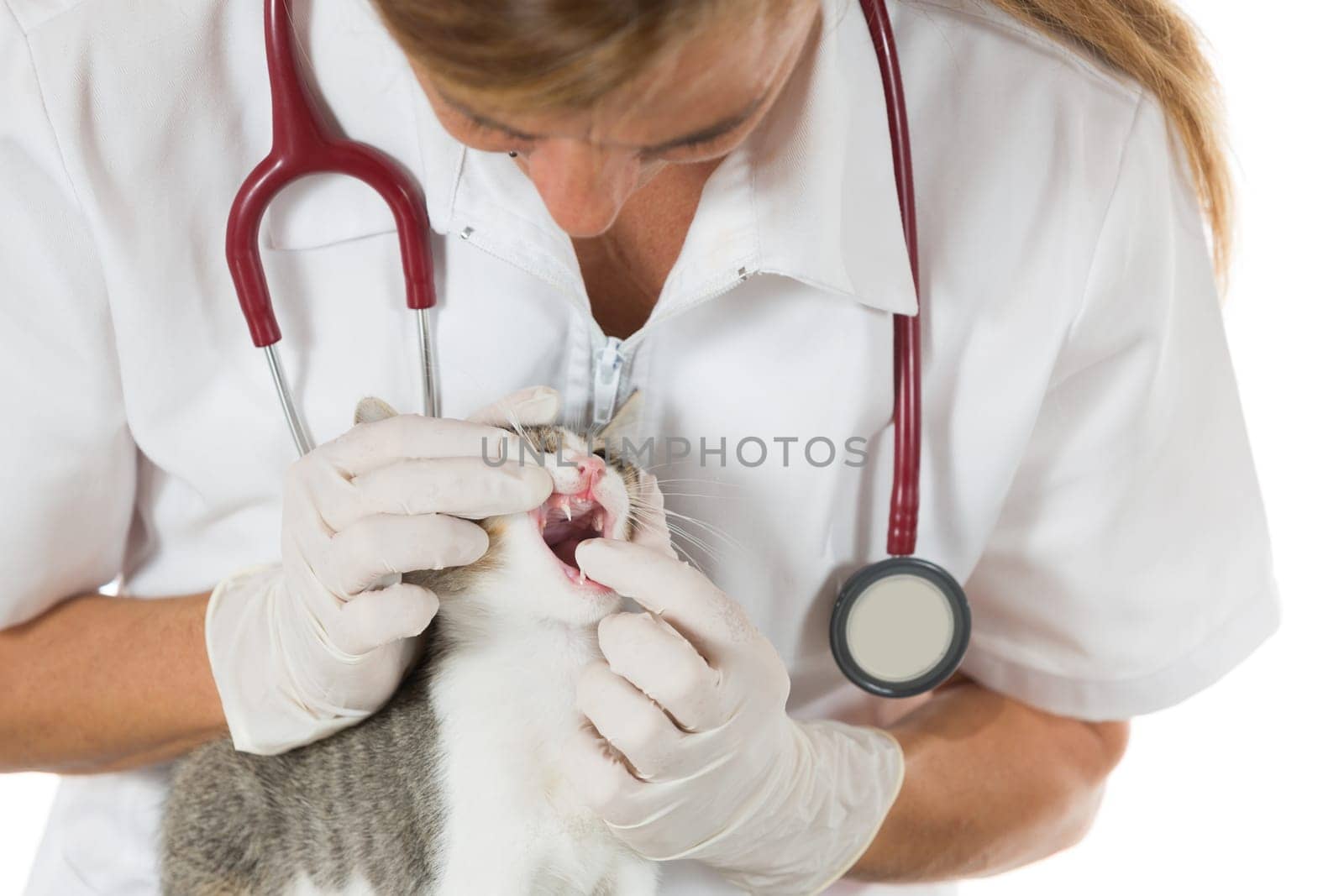 Veterinary inspection performing a dental clinic cat