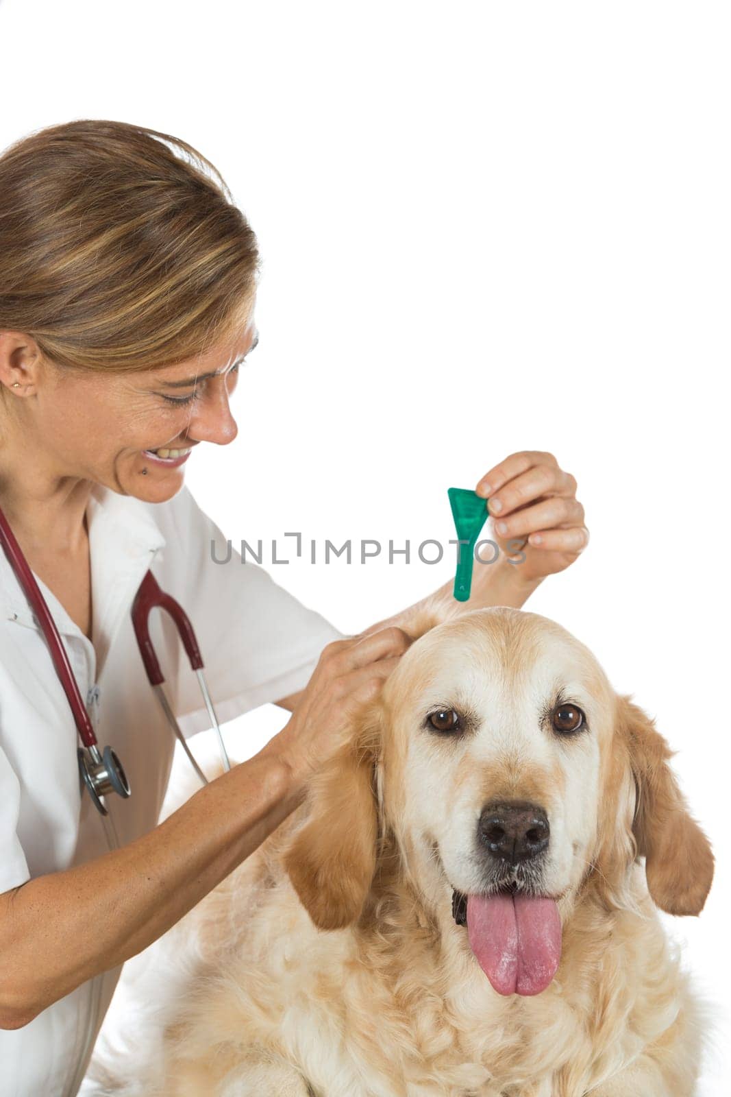 Veterinary antiparasitic placing a pipette into a golden retriever in the consultation
