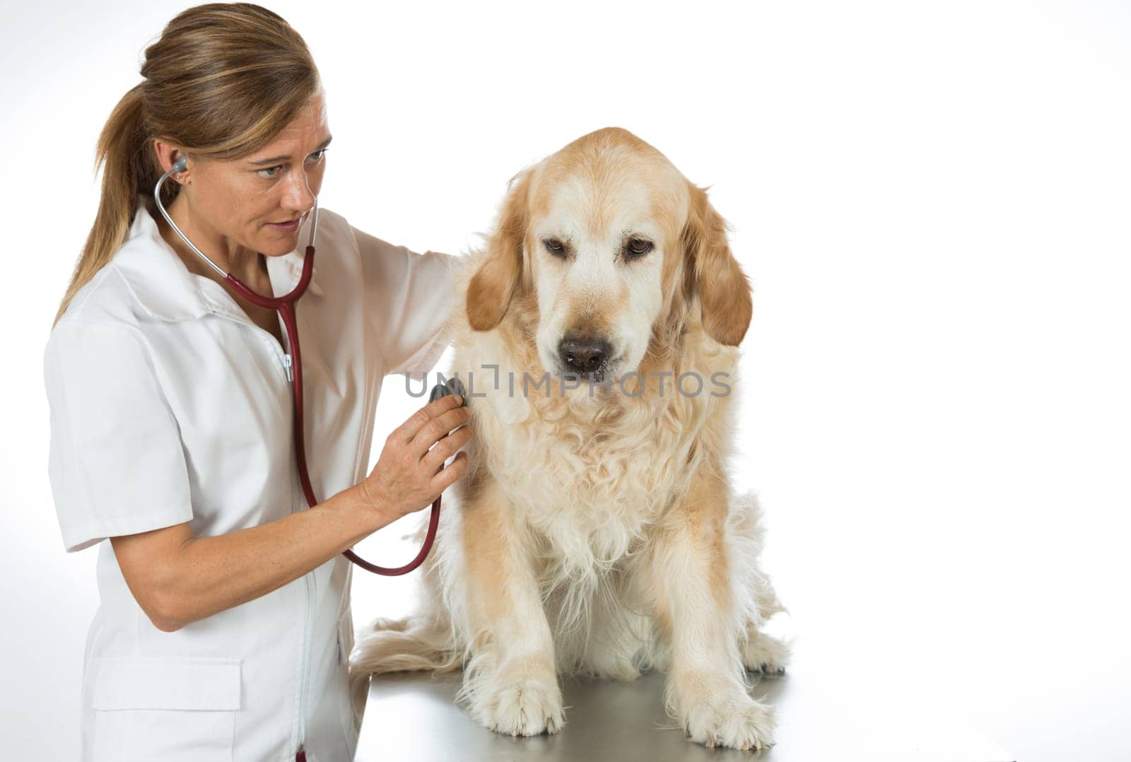 Veterinary by listening to a Golden Retriever dog in his clinic