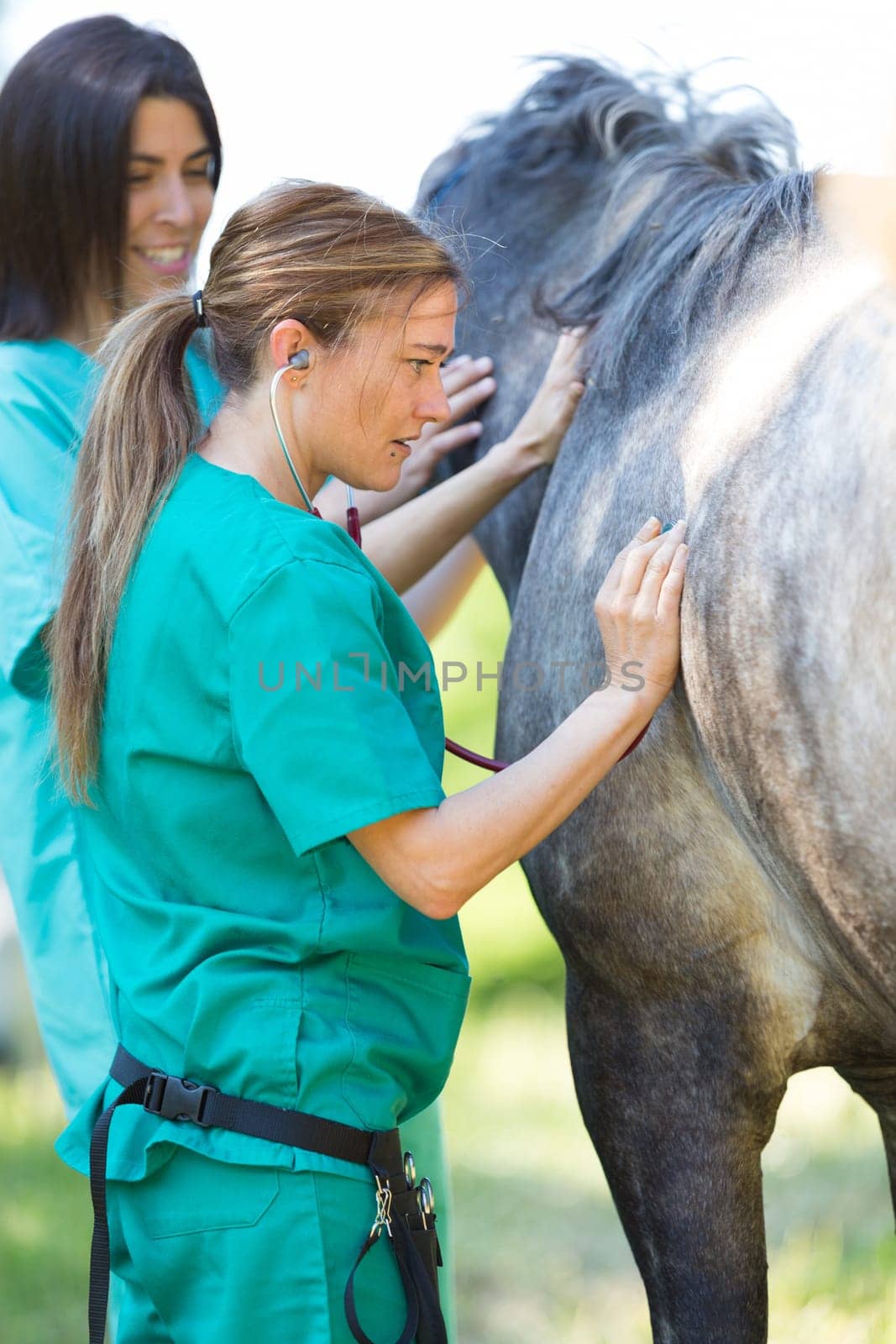 Veterinary great performing a scan to a young mare
