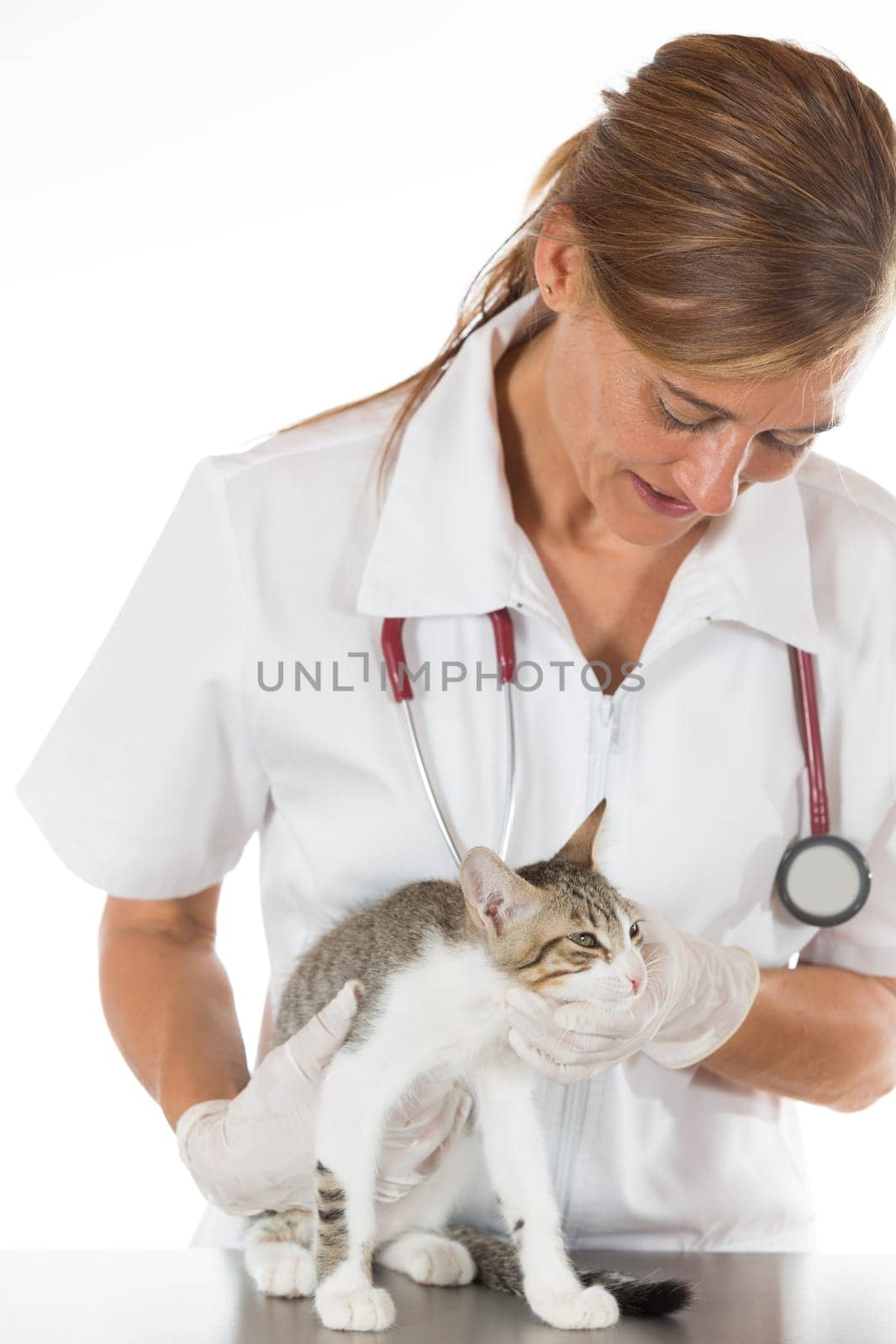 Veterinary performing a manual scan a cat in clinic