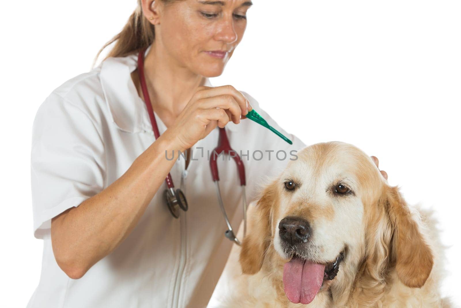 Veterinary antiparasitic placing a pipette into a golden retriever in the consultation