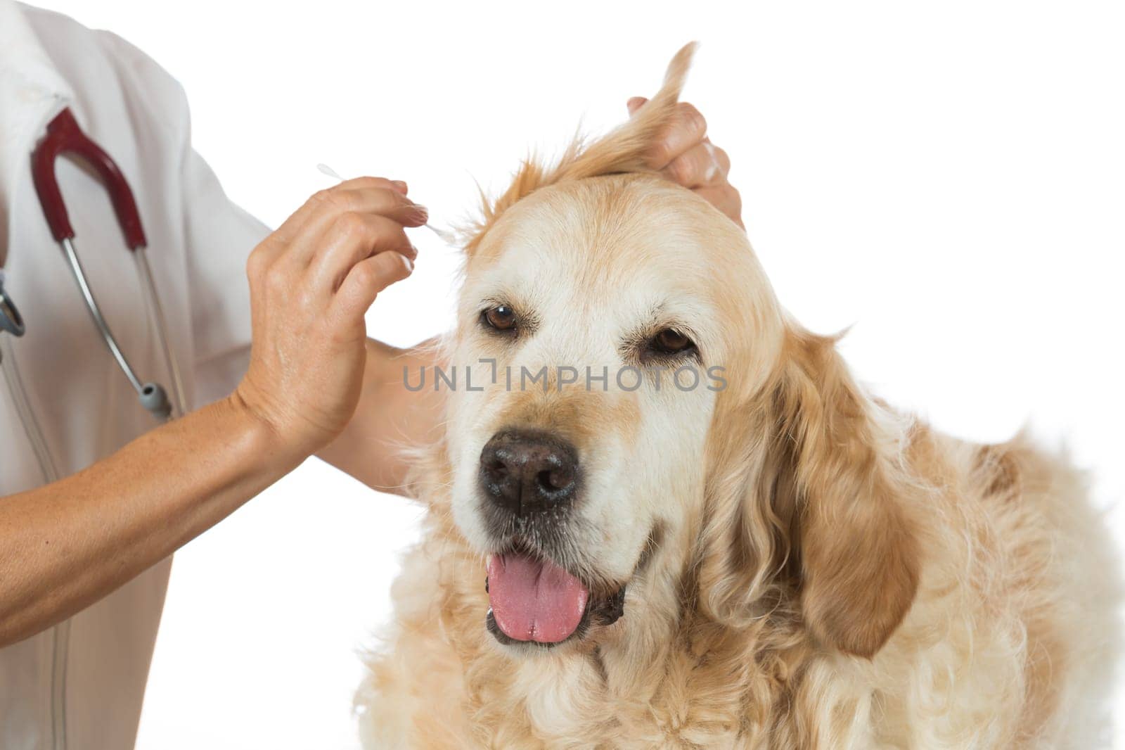 Veterinarian performing a cleaning ears of a Golden Retriever in the clinic