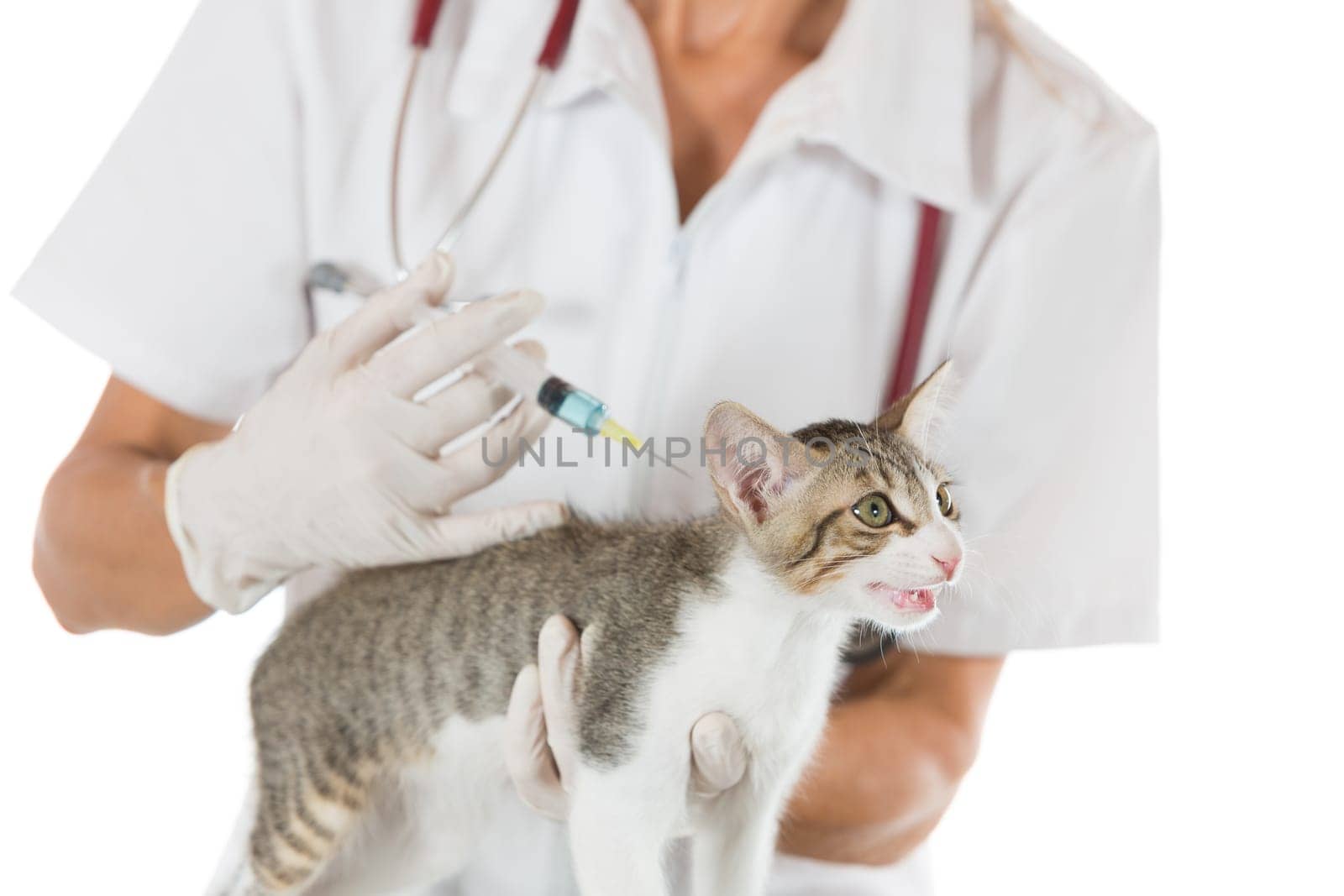 Placing a veterinary vaccine injection to a cat at the clinic