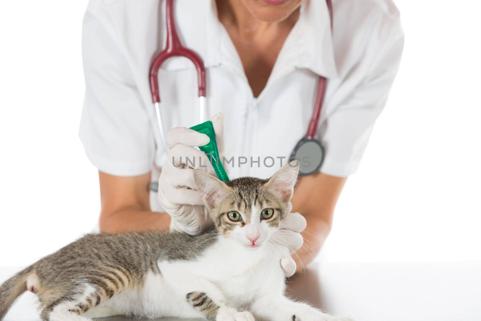 Placing a pipette veterinary antiparasitic a cat in clinic