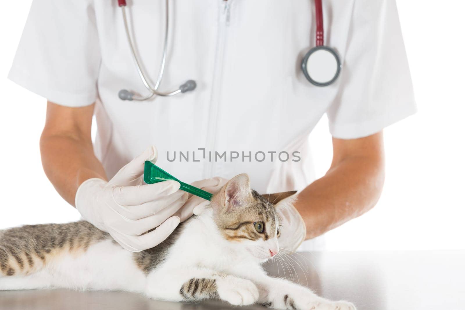 Placing a pipette veterinary antiparasitic a cat in clinic