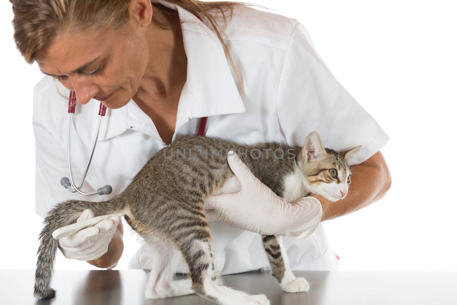 Veterinary taking the temperature of a cat in clinic