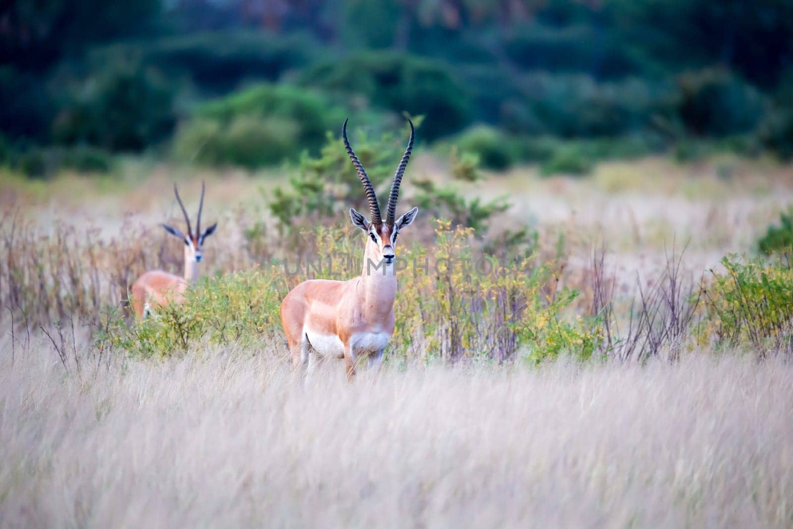 Some native antelopes in the grassland of the Kenyan savannah
