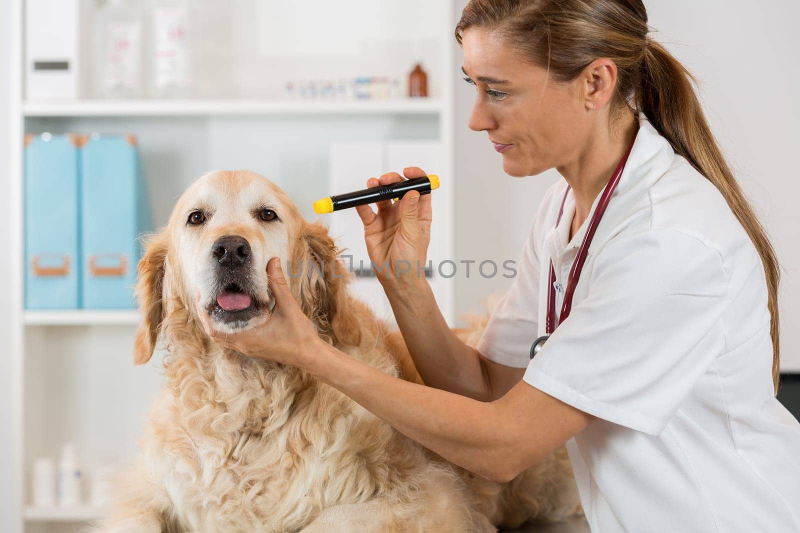 Veterinary inspecting the eyes of a dog Golden Retriever  in clinic