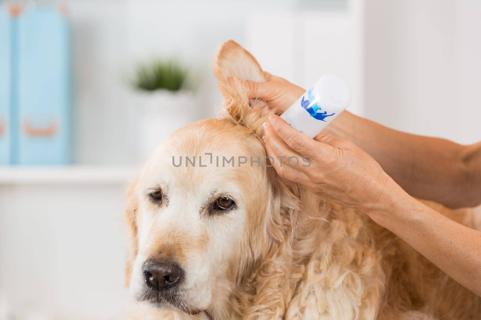 Veterinarian performing cleaning hearing a dog Golden Retriever