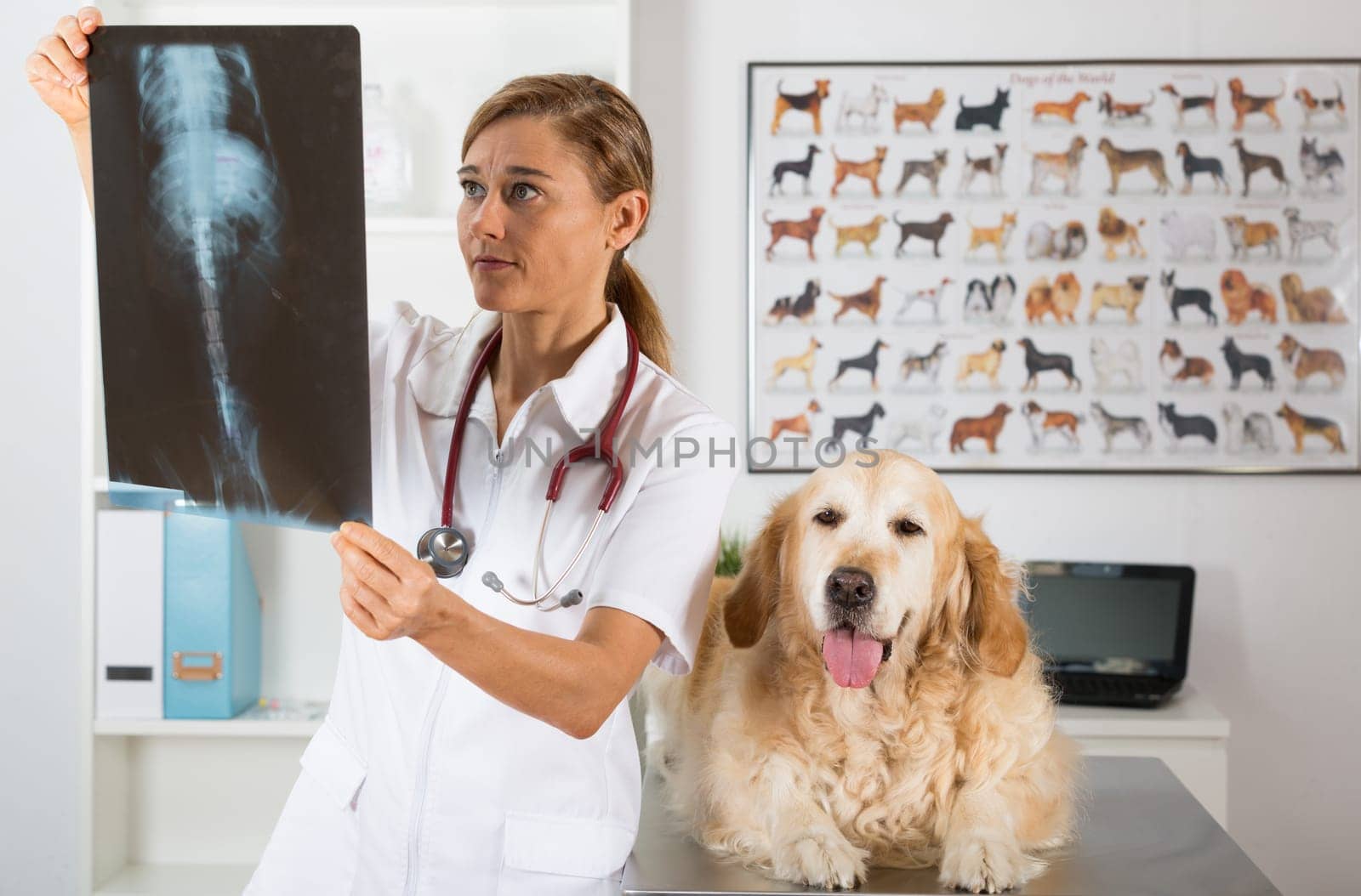 Vet in his clinic with a golden retriever looking at a radiograph