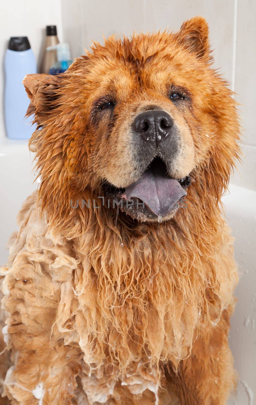 Bubble Bath a lovely dog chow chow