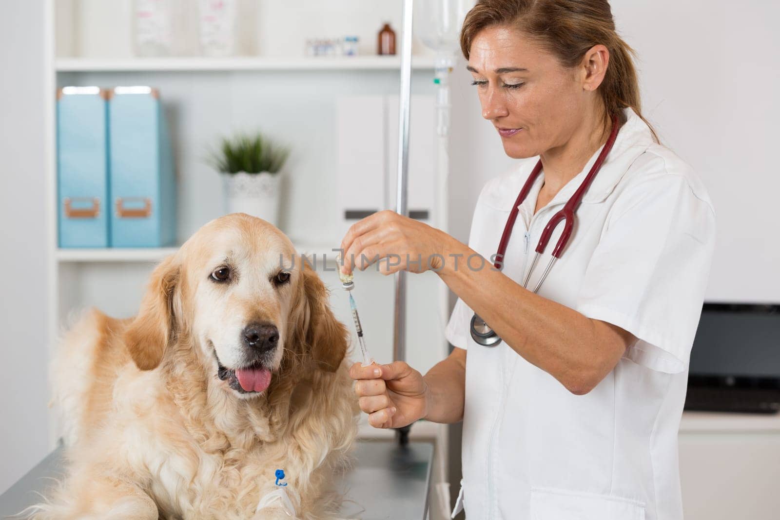 Veterinary placing a catheter via a Golden Retriever in the clinic