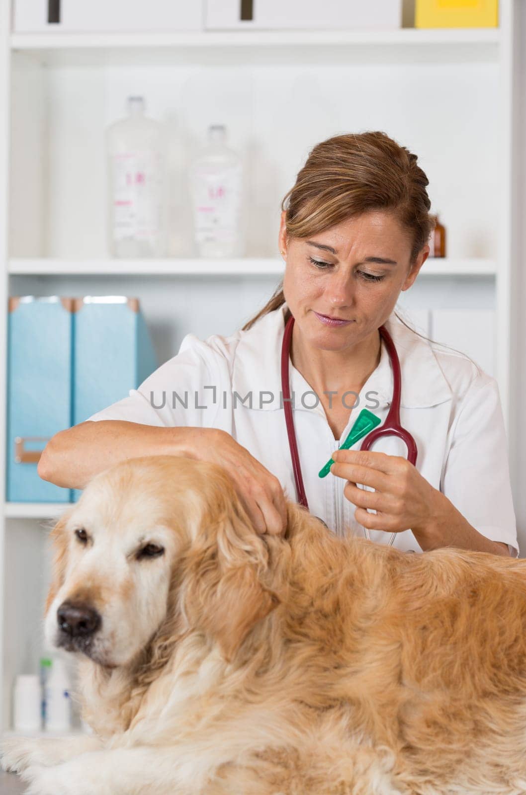 Veterinary antiparasitic placing a pipette into a golden retriever in the consultation