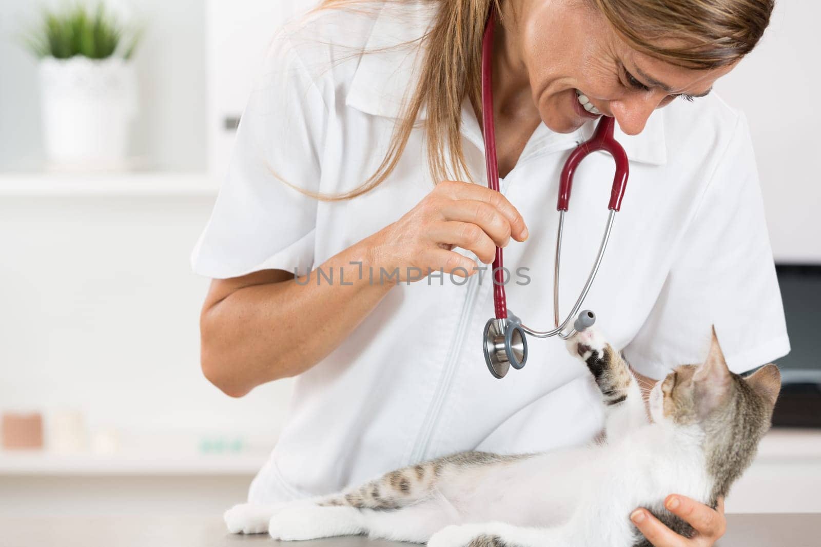 Veterinary clinic and kitten playing with phonendoscope