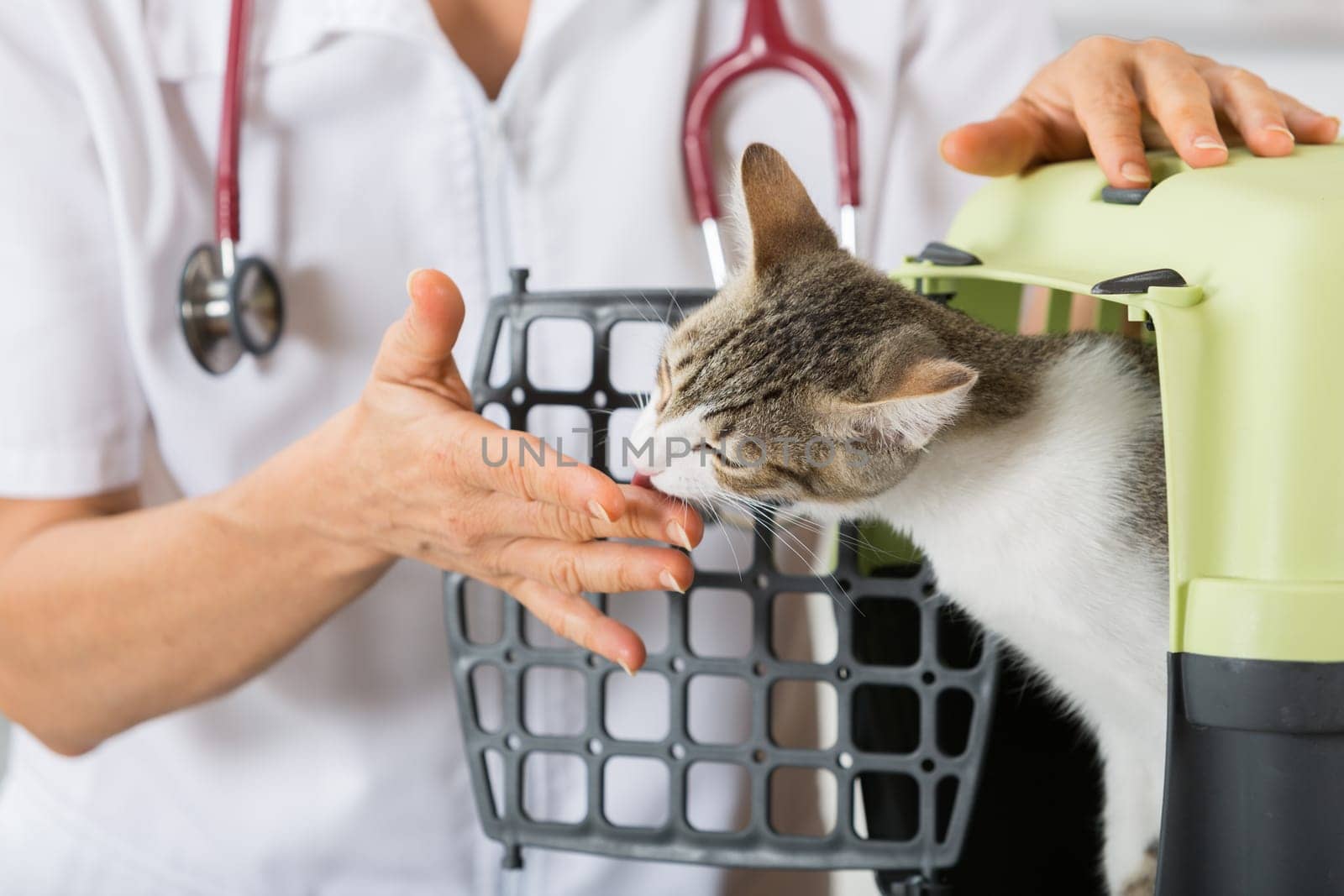 Veterinarian taking cat malt for review at the clinic
