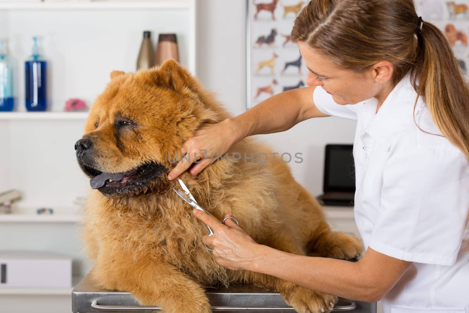 Canine hairdresser in a beauty clinic with Chow Chow