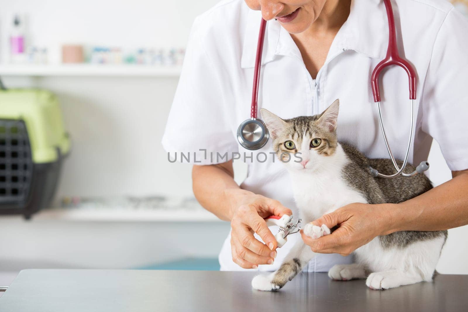 Cat in a veterinary clinic hairdresser cutting nails