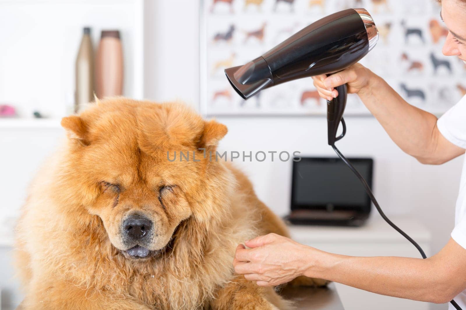 Canine hairdresser in a beauty clinic with Chow Chow