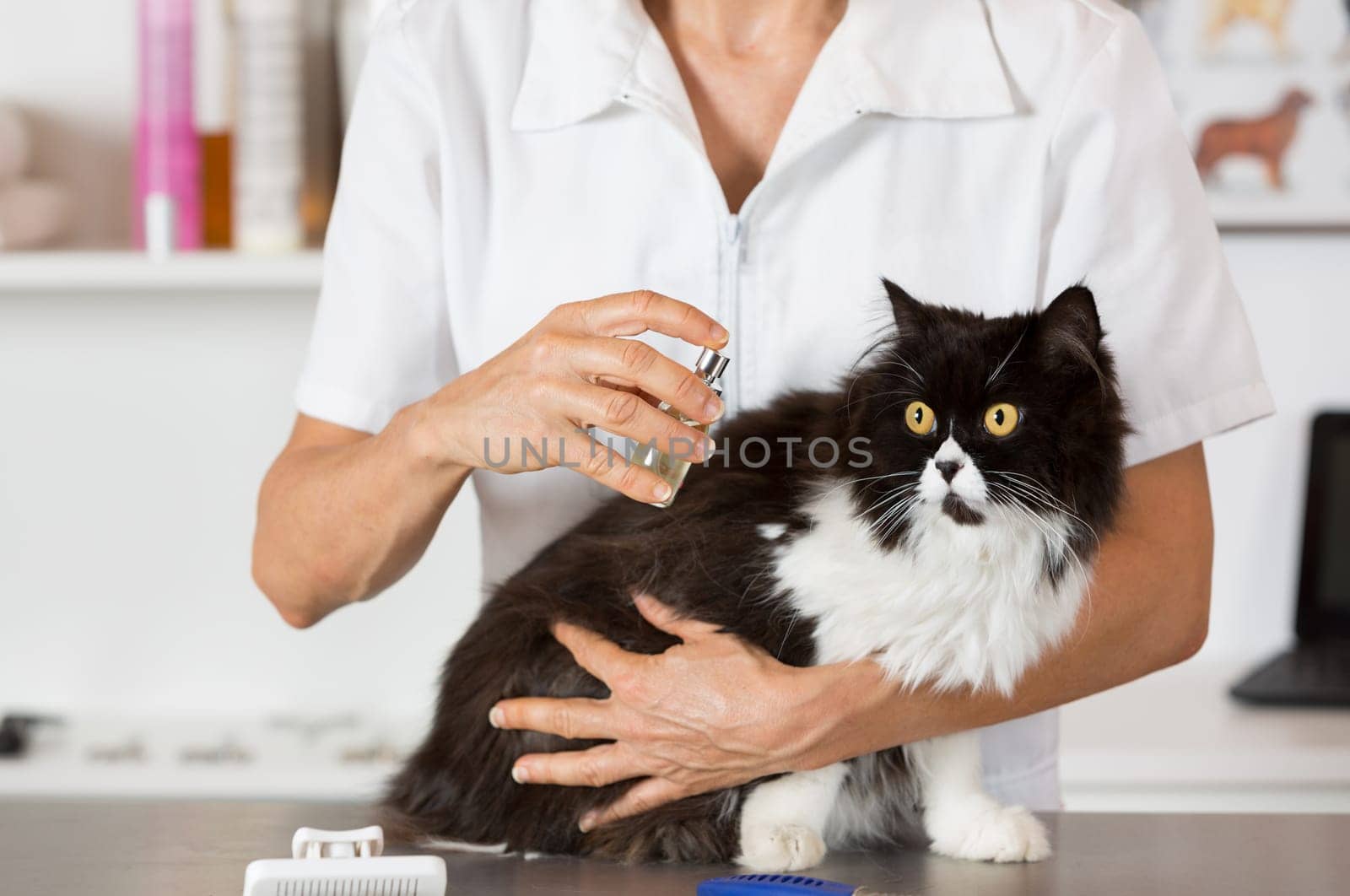 Persian cat in the salon of a veterinary clinic
