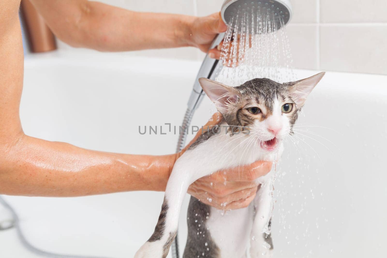 Bubble bath a small gray stray cat