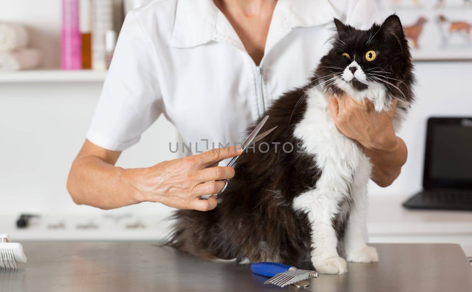 Persian cat in the salon of a veterinary clinic