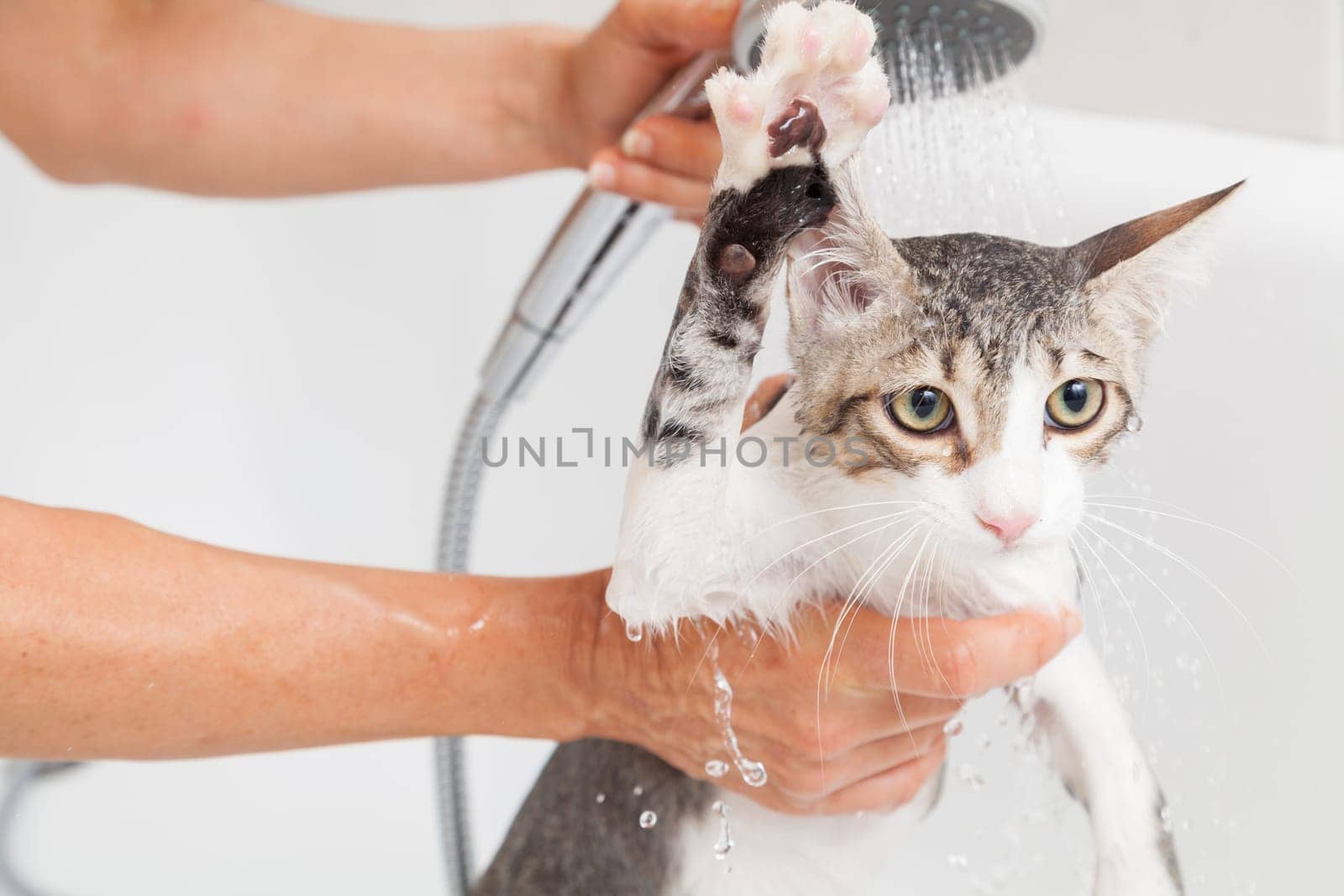 Bubble bath a small gray stray cat