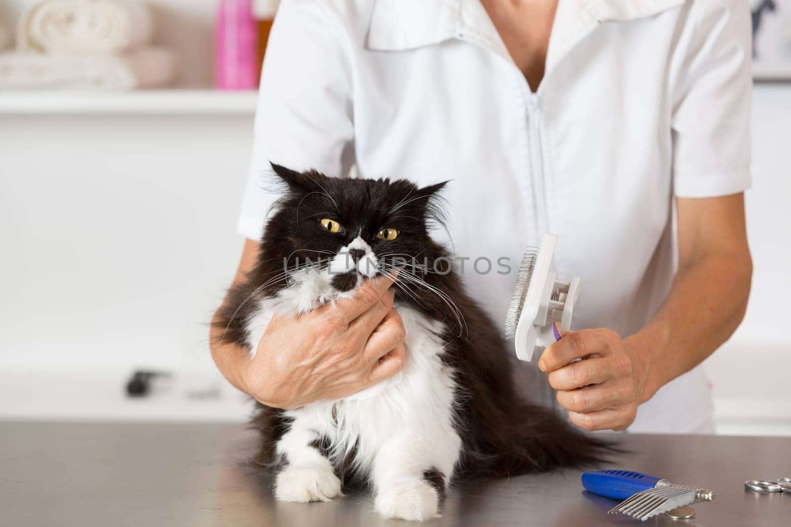 Persian cat in the salon of a veterinary clinic