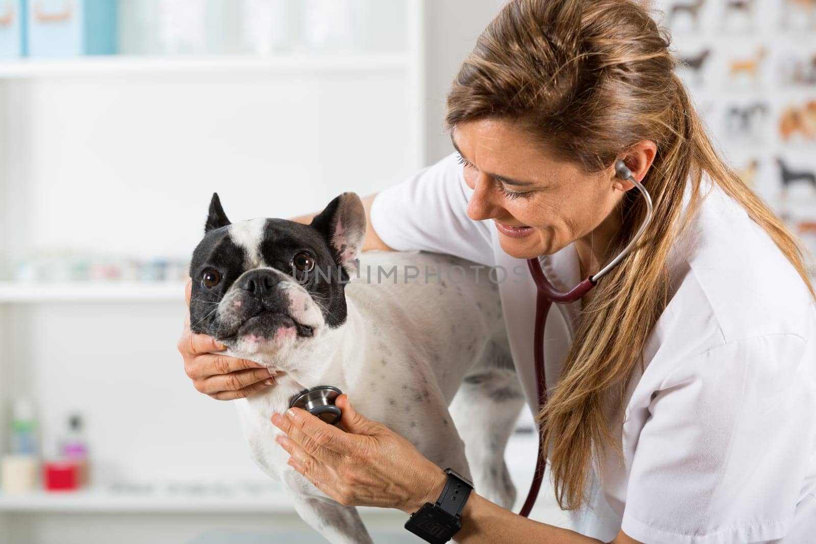 Veterinary by listening to a French bulldog dog in his clinic