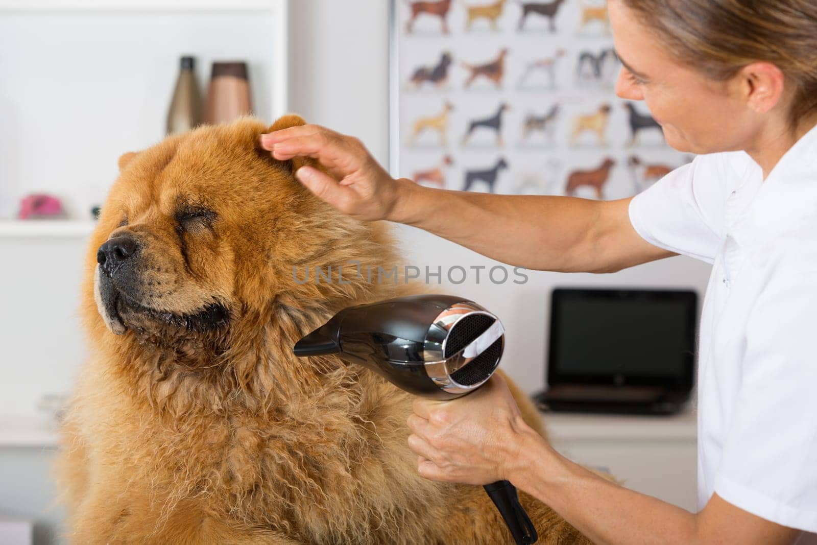 Canine hairdresser in a beauty clinic with Chow Chow
