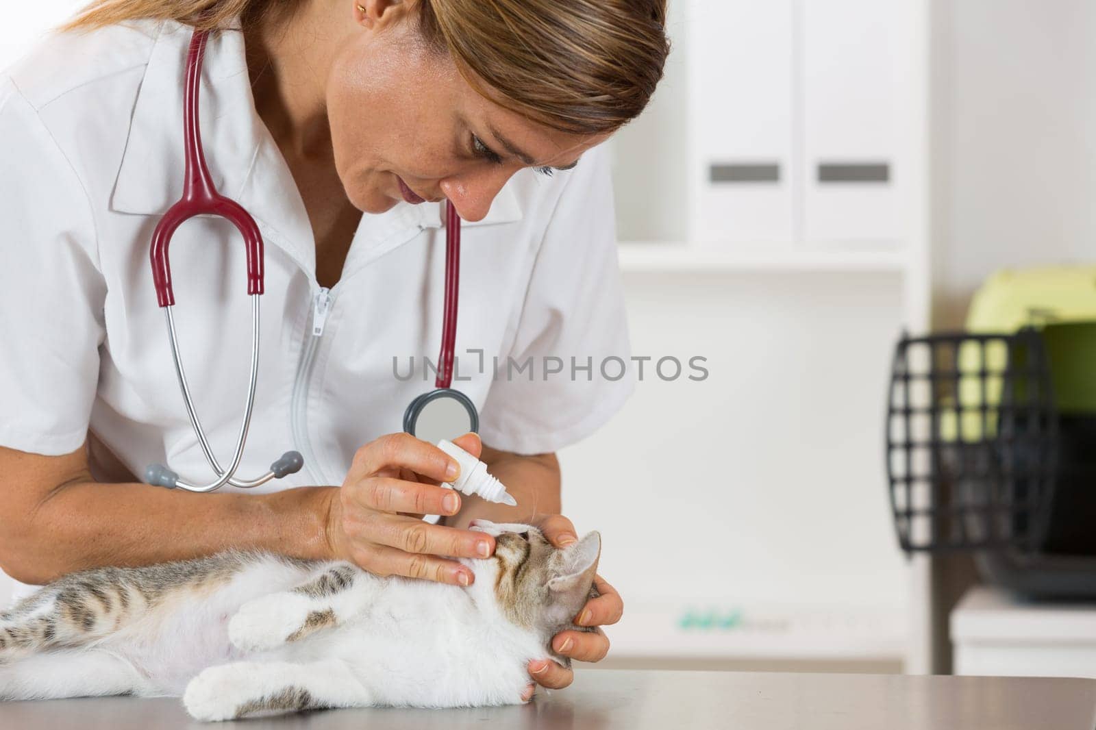 Veterinary placing a few drops of eye drops cat