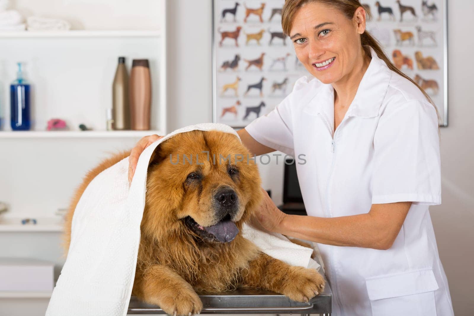 Canine hairdresser in a beauty clinic with Chow Chow