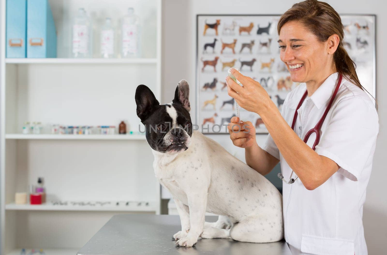 Veterinary injecting a vaccine to a dog French bulldog