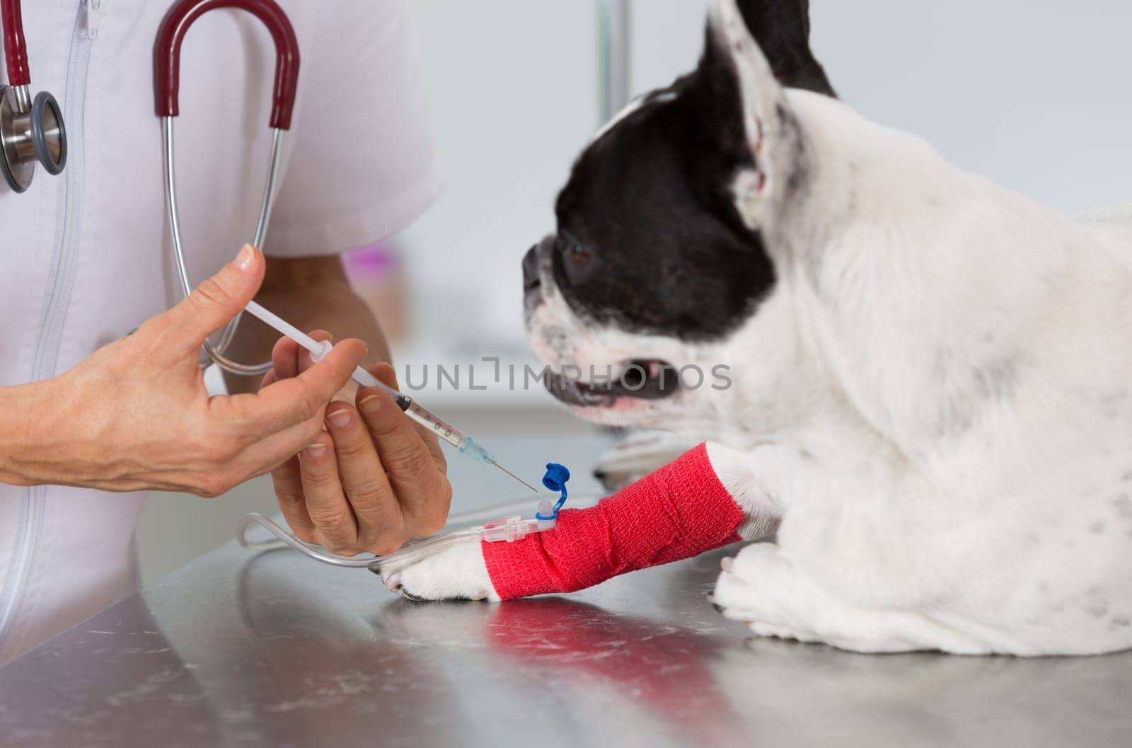 Veterinary placing a catheter via a French bulldog in the clinic