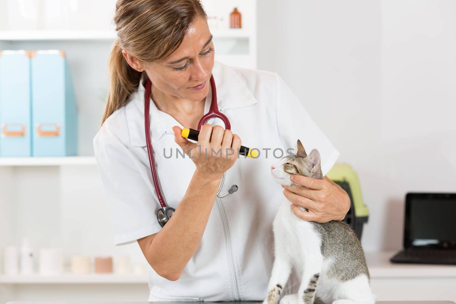 Veterinary inspecting the eyes of a cat in clinic