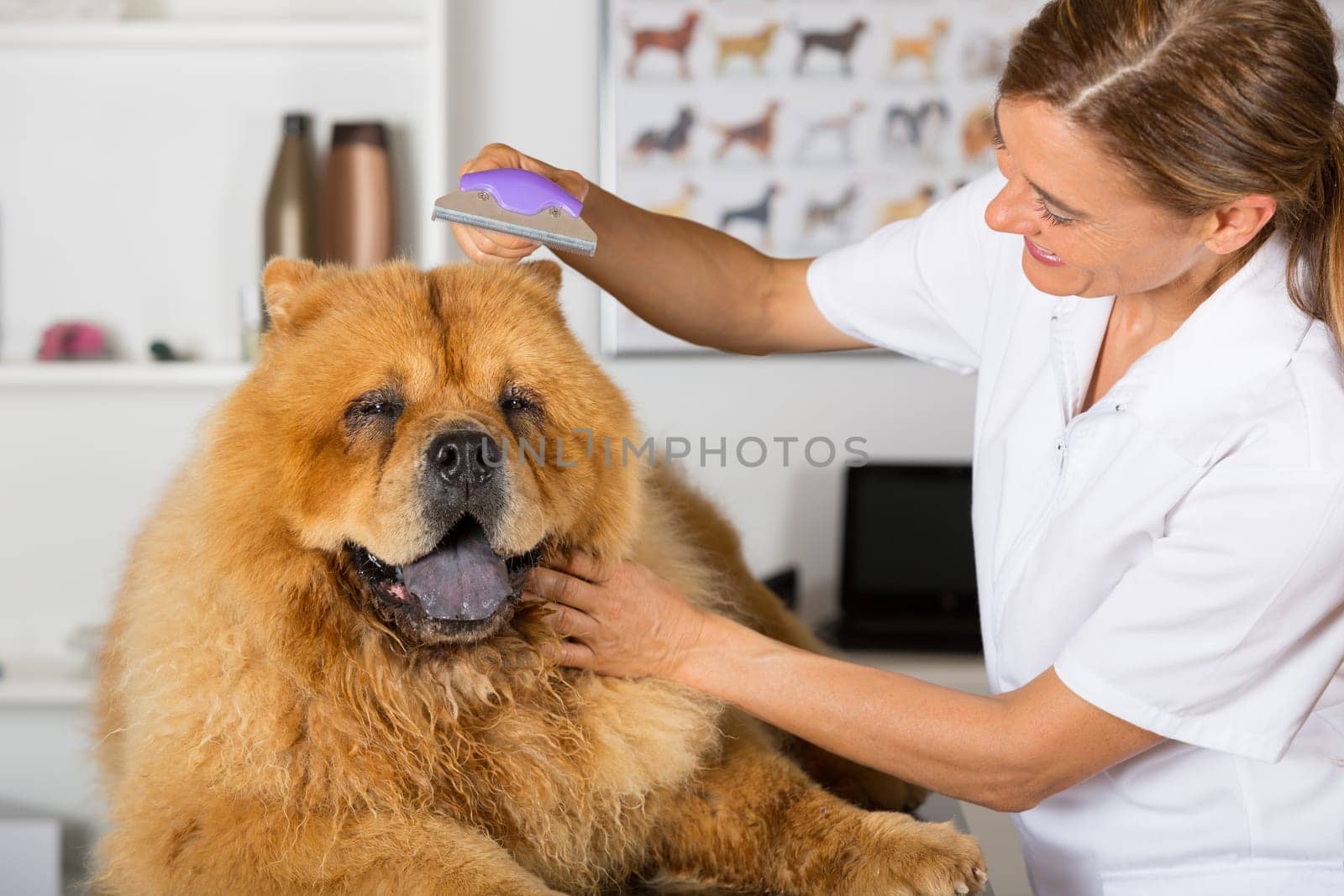 Canine hairdresser in a beauty clinic with Chow Chow