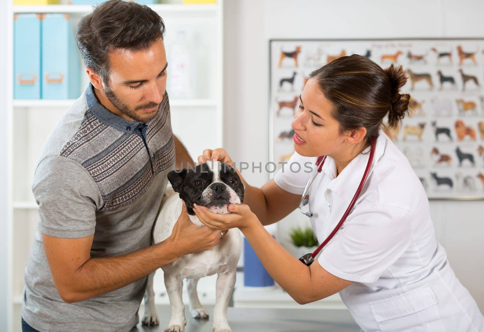 Veterinary clinic with a French bulldog going consultation with the owner