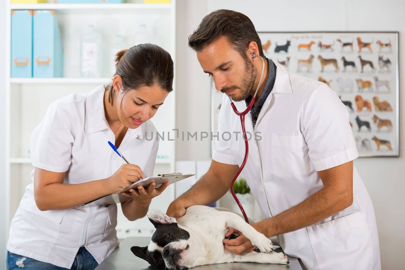 Couple of veterinary conducting a review of a French bulldog