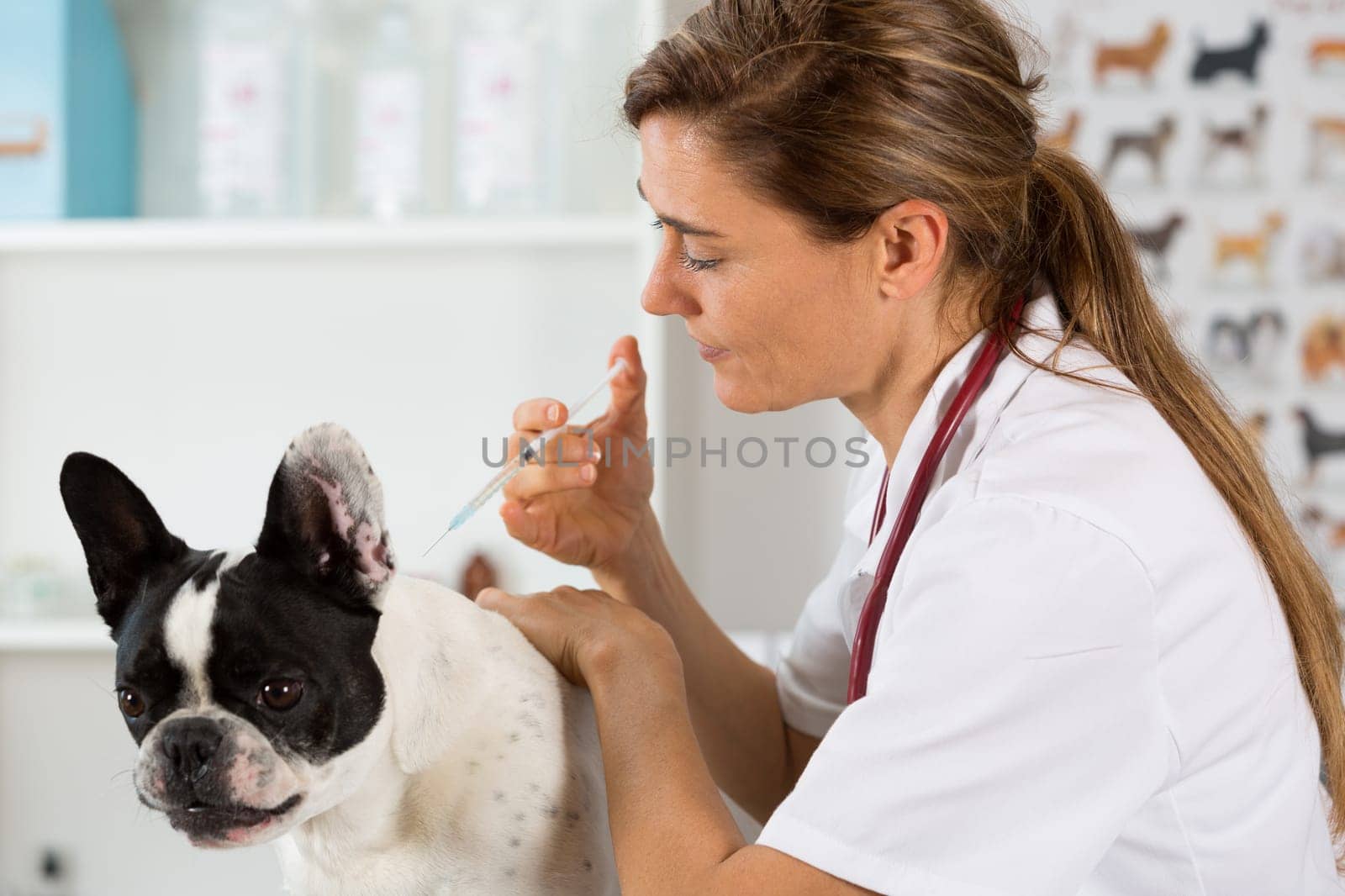 Veterinary injecting a vaccine to a dog French bulldog
