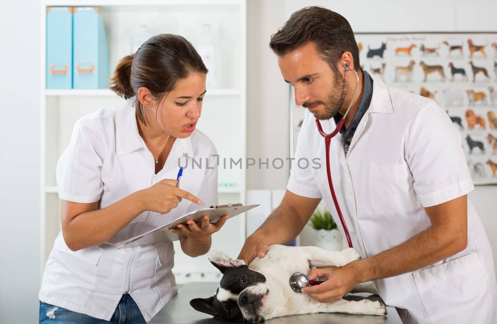 Couple of veterinary conducting a review of a French bulldog