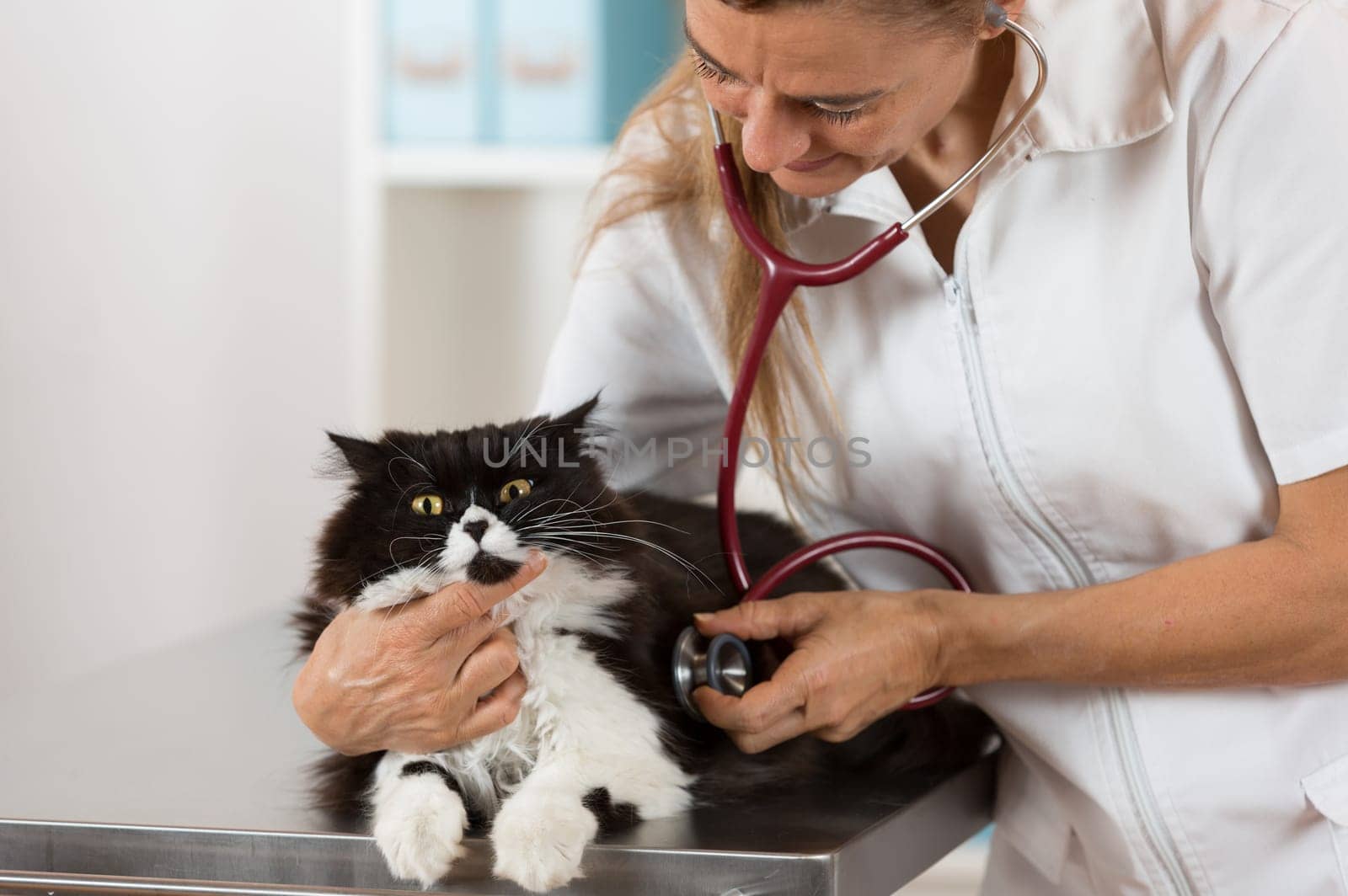 Veterinary performing auscultation a sick kitten in the clinic