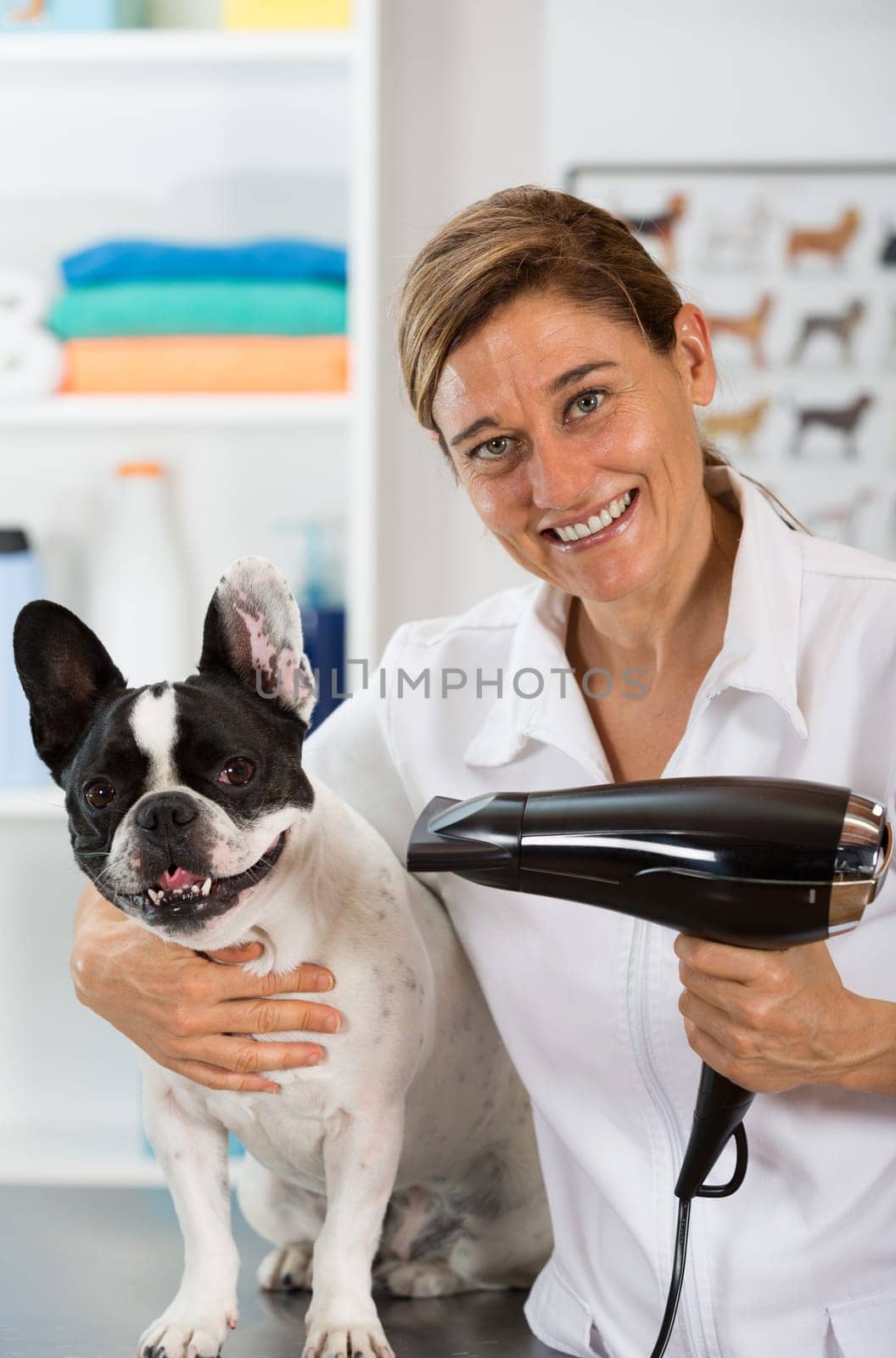 Canine hairdresser in a beauty clinic with French bulldog